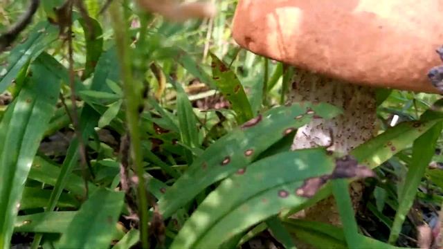 Грибочки после дождика