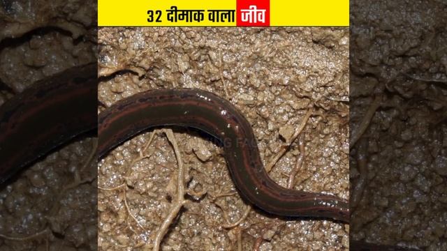 32 दीमाक वाला जीव 🤯 32 termites #shorts #leech смотреть онлайн