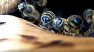 Пчеловодства. Дальневосточная пчела