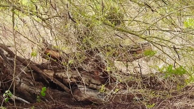 Coyote (Canis latrans) смотреть онлайн