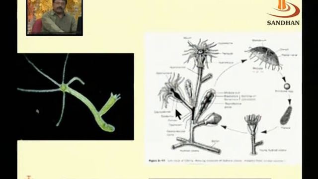 SANDHAN (AGIC): Taxonomy: Non-Chordate