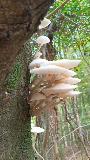 лунные грибы смотреть онлайн