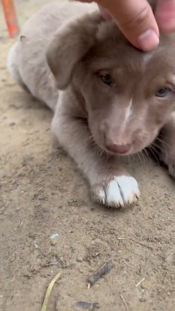 Cute little broonie crunch crunch kar ke kha rahi hai 🏋️♀️ #shorts #dog #love #viral #trending смотреть онлайн