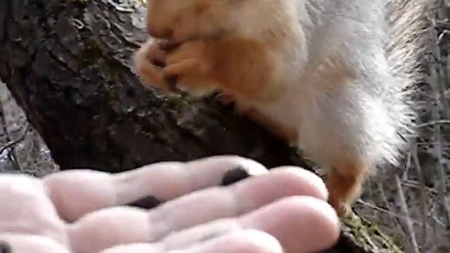 Поцелуй белки.MPG смотреть онлайн