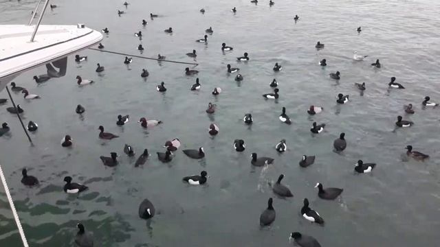 Утиный жор беспощаден ко всем, включая уток смотреть онлайн