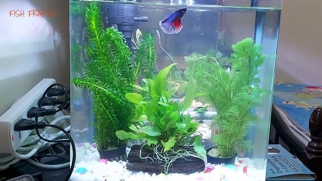 Betta Fish, Cherry Barb, And Neon Tetra Tank Mates - Additional Live Plant "Anubias" | Day 2 смотреть онлайн