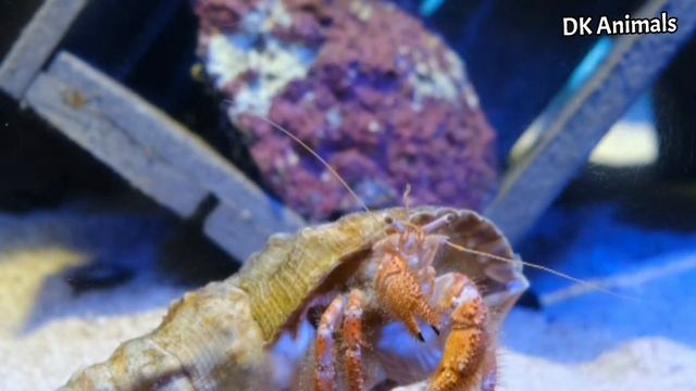 Cute Toy Animals Zebra Crab Lobster Horse Penguin Hippo Lion Tiger Duck смотреть онлайн