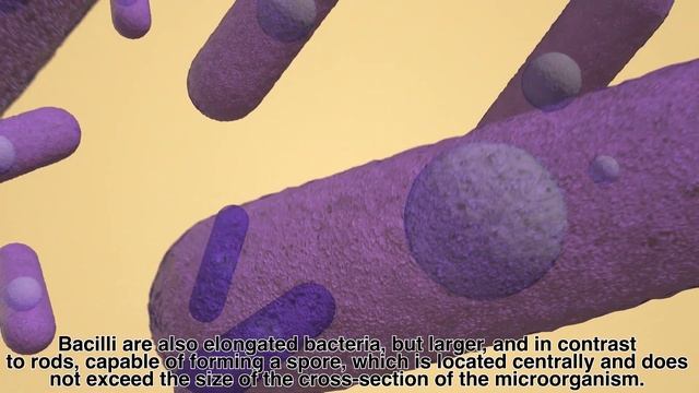 Морфологія / Форми бактерій | Morphology / Shapes Of Bacteria