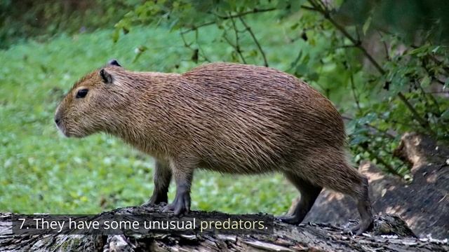 Living with Capybaras: Adorable Giants of the Animal Kingdom! смотреть онлайн