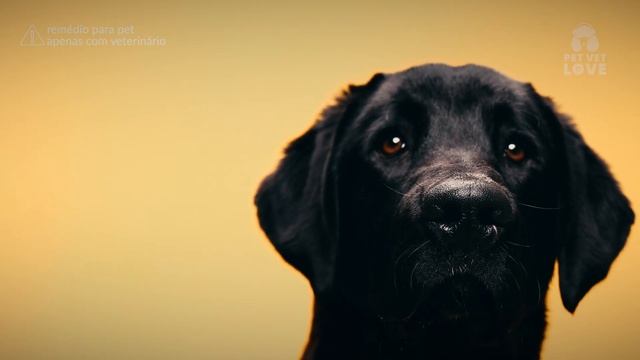Cachorro Pode Tomar Floratil? (Probiótico) смотреть онлайн
