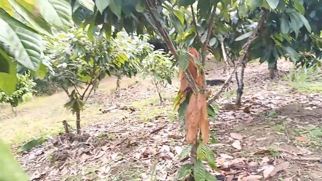 SÍTIO COM 3 HECTARES EM VALENÇA BA ZAP 73 981663547 CÓDIGO:0122 смотреть онлайн