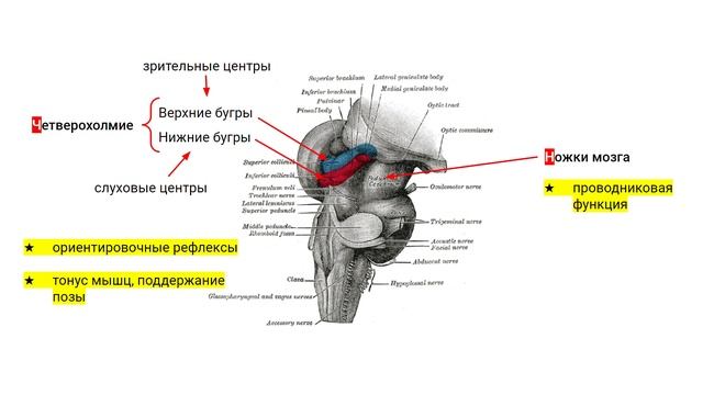 Головной мозг человека: строение, функции + КАК ЭТО ЗАПОМНИТЬ смотреть онлайн