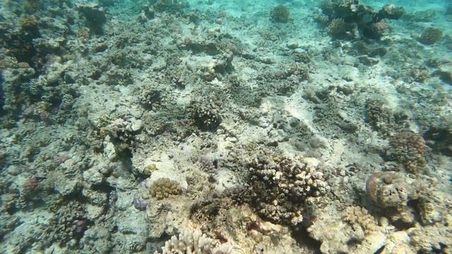 sharm el luli underwater snorkeling Marsa Alam 3 - Egypt смотреть онлайн