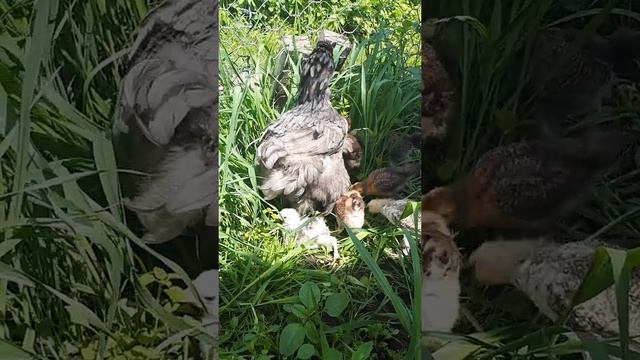 22 июля цыпкам через 5 дней месяц смотреть онлайн