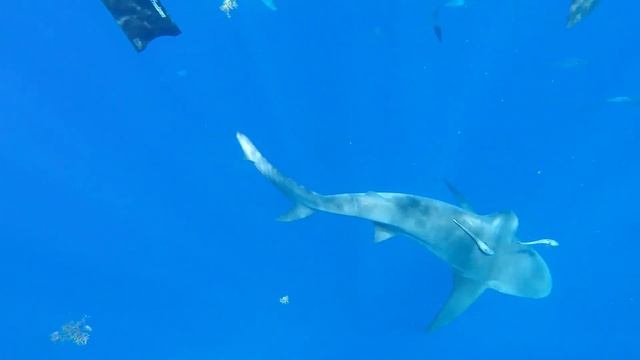 Bull Sharks - Swimming with Shark Addicts -Jupiter, FL 4/12/2019 смотреть онлайн