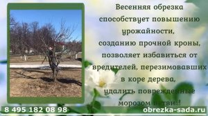 Обрезка плодовых деревьев весной