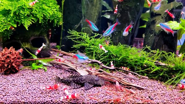 Анциструсы (Ancistrus Sp.)