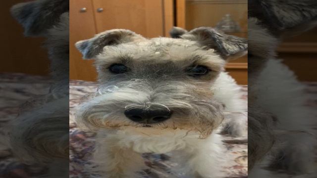 Pasha's Dog смотреть онлайн