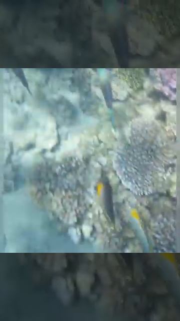 Barrière De Corail Hilton Marsa Alam 5 De 5