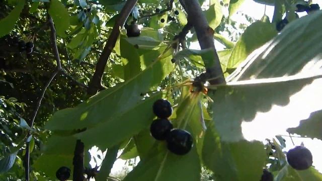Organic Tree Ripened Black Cherries
