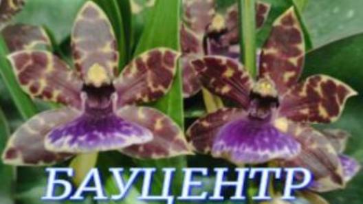 №1013/ ШОУ ОРХИДЕЙ в БАУЦЕНТРЕ смотреть онлайн