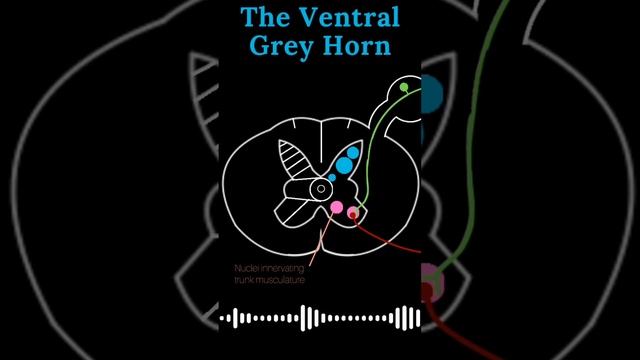 The ventral grey horn. #neuroanatomy #anatomyclass смотреть онлайн