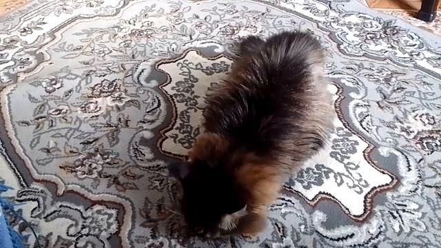 Кот Марс. Любимая ветчина. смотреть онлайн