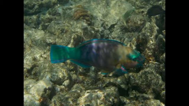 Snorkeling Marsa Alam 2014 Hilton Nubian смотреть онлайн