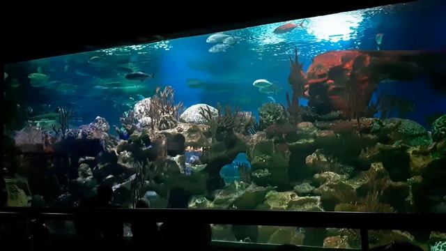 Большой аквариум - панорама