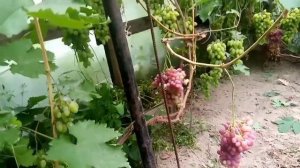 виноград Тимур. Без проблемный, урожайный сорт винограда.