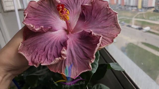 Сеянец 1702 #Гибискус #hibiscus #GeraGibis #герагибис #селекция #российскаяселекция смотреть онлайн