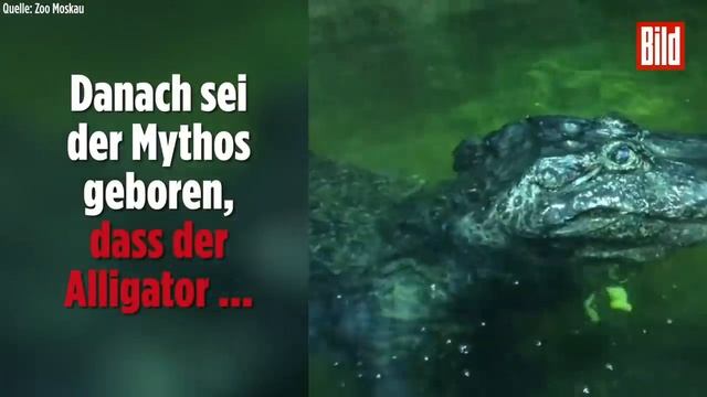 Berliner „Saturn“ starb jetzt mit 84 im Zoo von Moskau смотреть онлайн