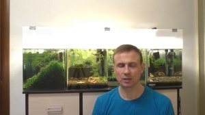 гибнут креветки в аквариуме  причины и что делать?