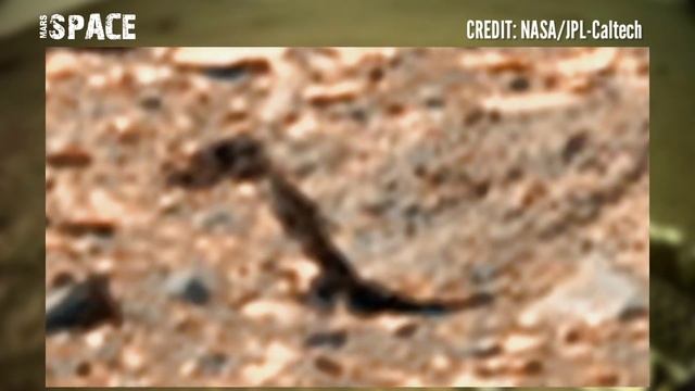 Martian Plants: Life on Mars | Plants on Mars found by NASA's Mars Perseverance Rover | Mars Pics смотреть онлайн