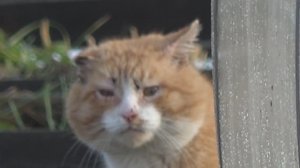 6 соток 31 января 2025 года. Хроника. 1 часть