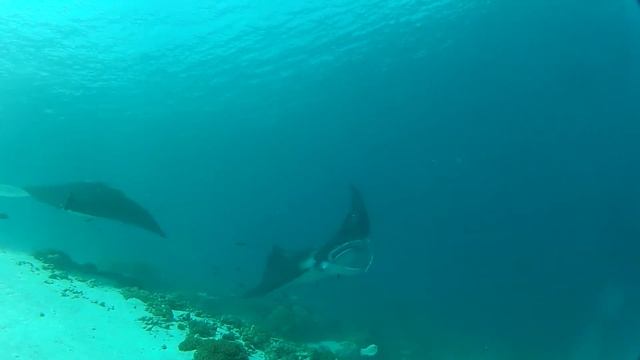 mantas смотреть онлайн