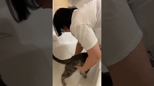 Покупала варежку для вычесывания шерсти у животных , еще в марте. Вспомнила сегодня #коты #food смотреть онлайн