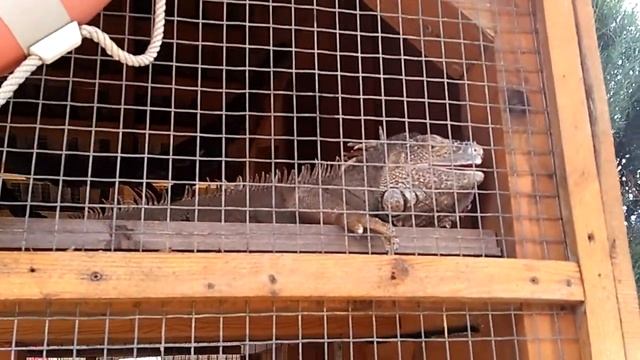 Пошли в Бердянский зоопарк Ч.1 смотреть онлайн