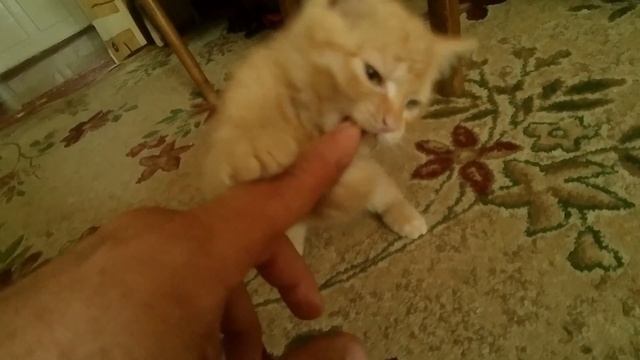Маленький котенок Марс решил поиграть. смотреть онлайн