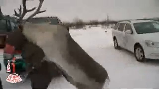 Олень похищает людей смотреть онлайн