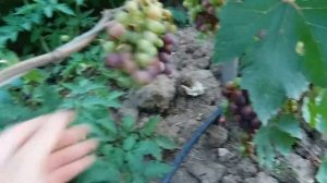 Виноград Аюта