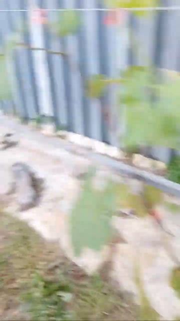 Обзор части виноградника на 14 июля 2023 г.