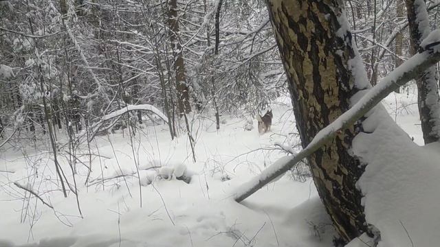Трудовая проверка капканов. смотреть онлайн