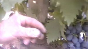 Сорт винограда "Экзотик" - сезон 2017