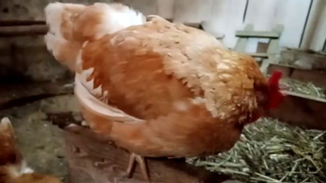 Вес бройлера в месяц. заболела курочка смотреть онлайн