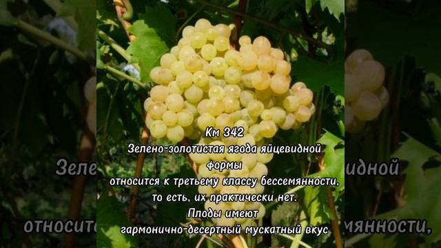 Саженцы винограда в Садовом центре! смотреть онлайн