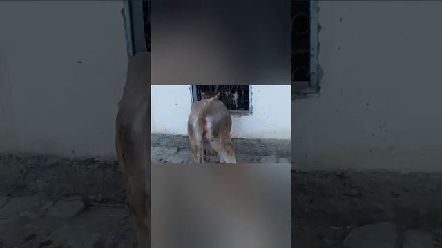 Сатилади Хунажин 1 тукан 2тиш жемде турган 68мин 0559604001 смотреть онлайн