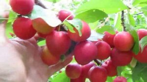 Алыча Кубанская комета