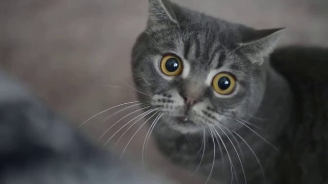 МАРС СКОТИНА смотреть онлайн