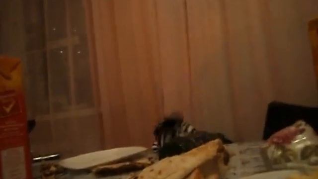 Обкуренная зебра смотреть онлайн